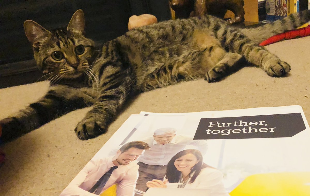 LawNetUK's tweet photo. We've featured a few #DogsOfLawNet recently, so for #InternationalCatDay it's time to switch it up! Fur-ther together, or should that be Purrther Together. #CatsOfLawNet https://t.co/jakVInYSn4