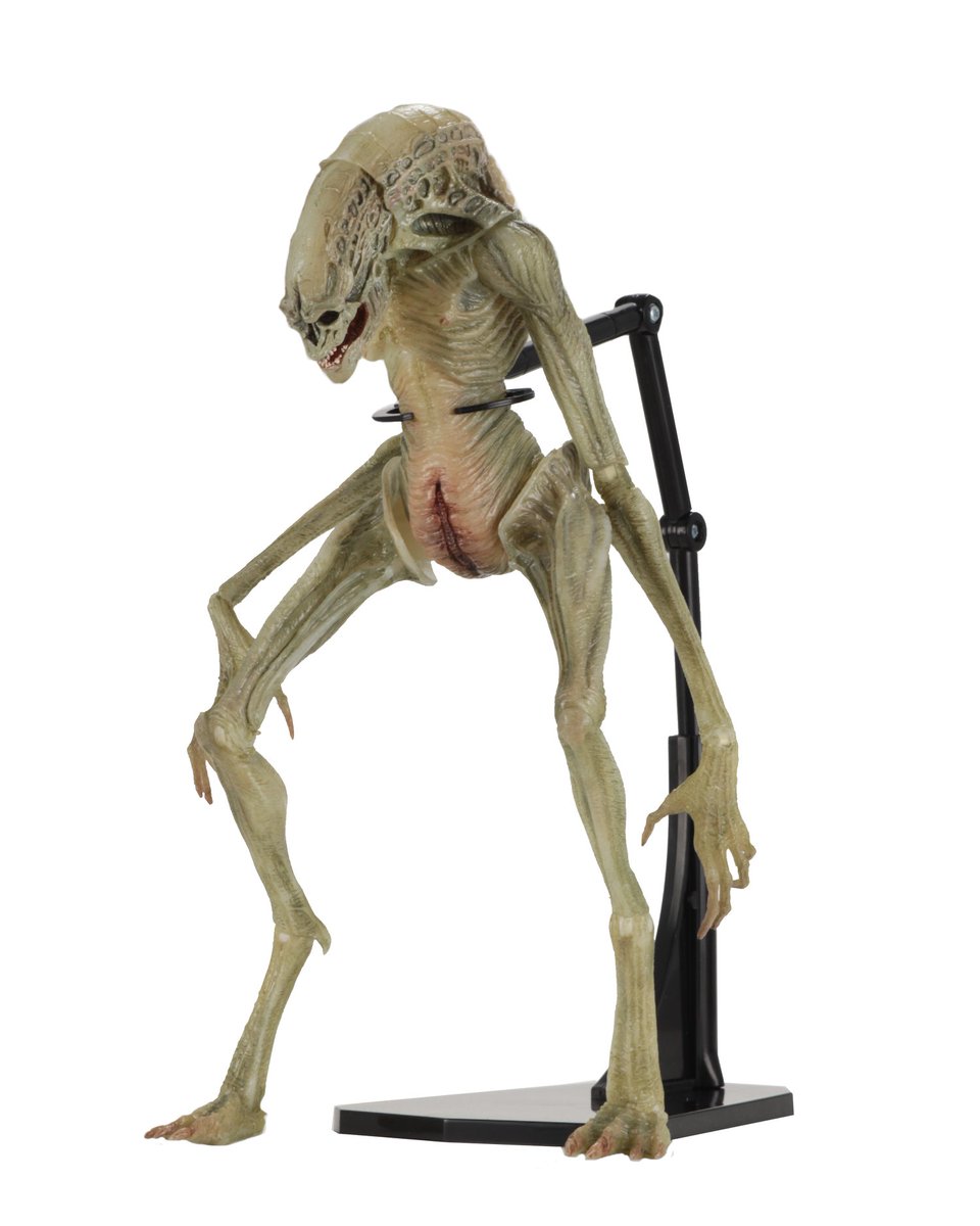 BlueBoy8000's tweet photo. This is how its legs must always look like while standing up: (proper leg posing of the Newborn) #NECA #TheNewborn #AlienResurrection #AlienSeries14 Straight legged just looks wrong. https://t.co/4XuYT8V6hI