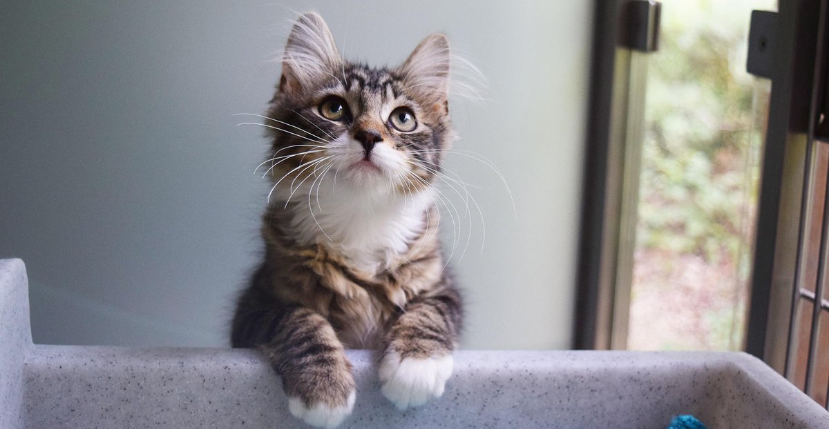 Battersea_'s tweet photo. Happy #InternationalCatDay! ๐ป๐ We're making sure we spoil our feline friends even more than usual today. ๐ How are you celebrating? https://t.co/9gwPbdczQX