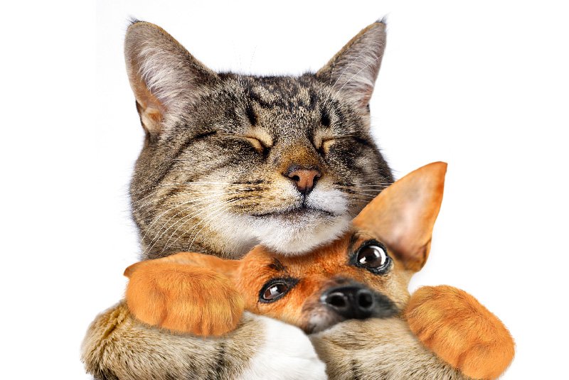 Apparently it's International Cat Day.
Which is nice. 

#InternationalCatDay #TheDogsDoodahs