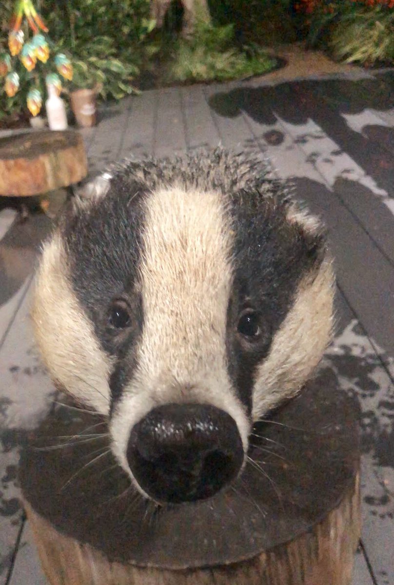 LumpyandFriends's tweet photo. Yoo-Hoo Christine if I give you my Sad Sam eyes will you please open the door and give me more? It could
only be Mr Lumpy 🥰🐾🐾❤️ @highpeakbadgers @DerbyshireBevs  @DomDyer70 @BadgerTrust @AMAZINGNATURE  #badgers #MrLumpyandFriends  #Wildlife #foxes #stopthecull https://t.co/dz9v7IW3ND