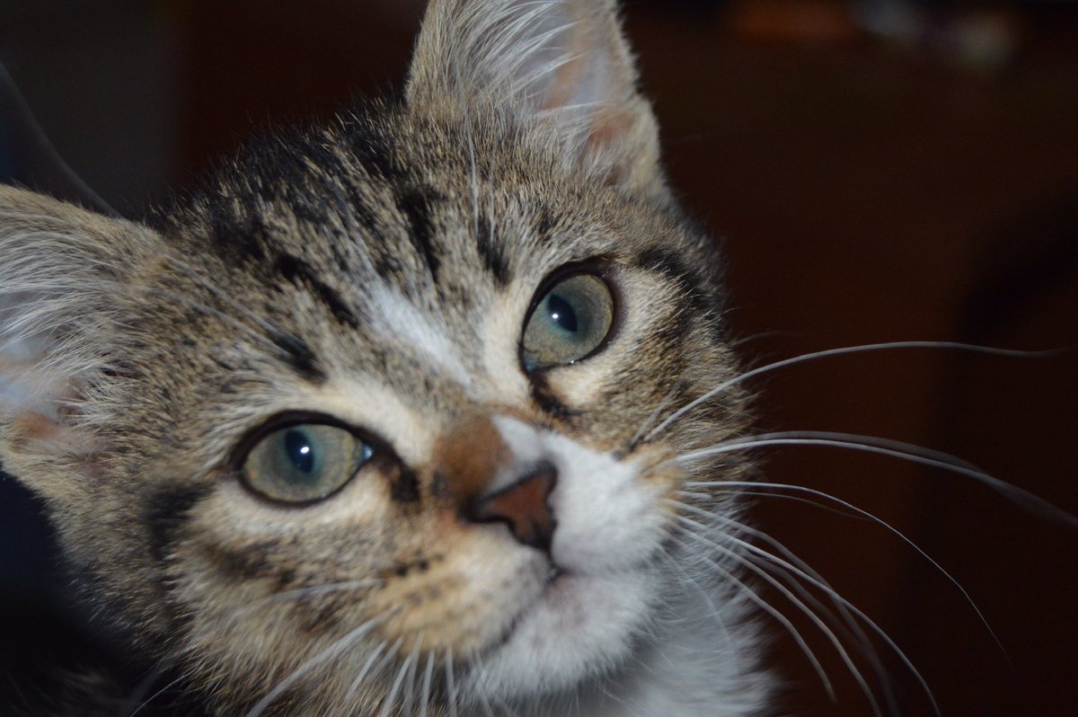 sergi_fernandee's tweet photo. Se da en adopción gato macho de 9 Meses, es muy cariñoso y sociable, no da problemas, necesita un hogar y un dueño que le dé cariño urgentemente ya que por motivos personales no puede quedarse en su actual hogar, para más información contacte por privado conmigo. Muchas gracias. https://t.co/KALjlSLLx3