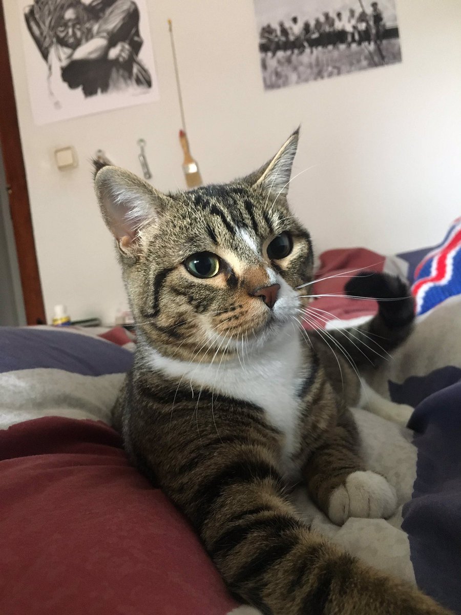 sergi_fernandee's tweet photo. Se da en adopción gato macho de 9 Meses, es muy cariñoso y sociable, no da problemas, necesita un hogar y un dueño que le dé cariño urgentemente ya que por motivos personales no puede quedarse en su actual hogar, para más información contacte por privado conmigo. Muchas gracias. https://t.co/KALjlSLLx3