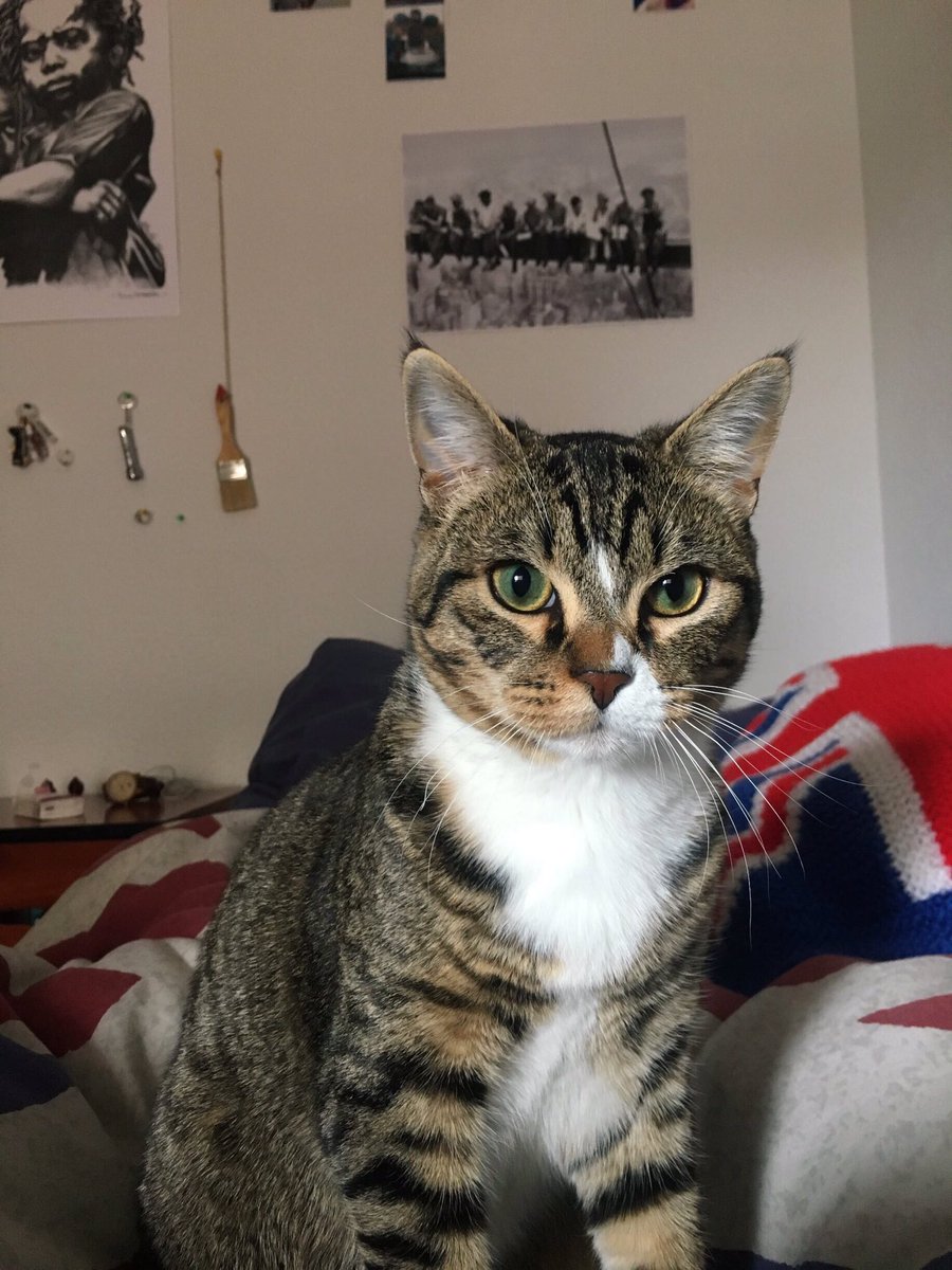 sergi_fernandee's tweet photo. Se da en adopción gato macho de 9 Meses, es muy cariñoso y sociable, no da problemas, necesita un hogar y un dueño que le dé cariño urgentemente ya que por motivos personales no puede quedarse en su actual hogar, para más información contacte por privado conmigo. Muchas gracias. https://t.co/KALjlSLLx3