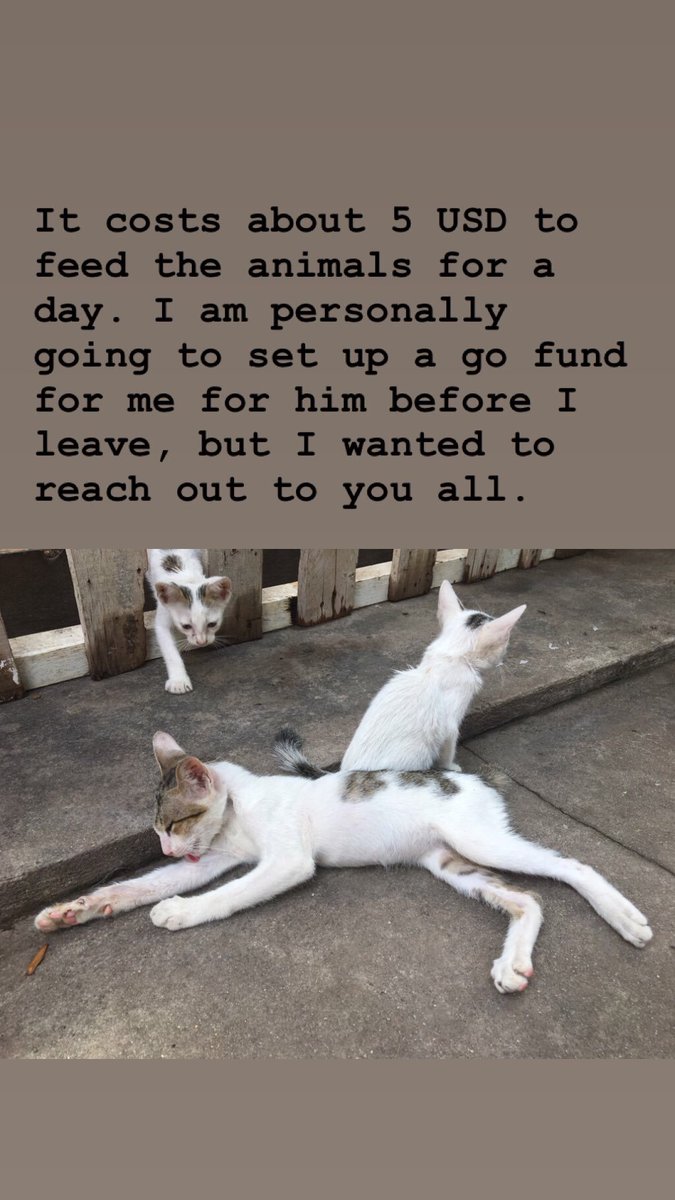 sumsouls's tweet photo. Hi all! I am collecting donations for this kind Cambodian monk. He takes animals off the street all on his own and relies on support from the community to pay for their food and medical care. https://t.co/5aR6ZImevn