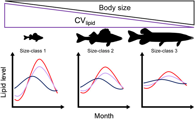 EcographyJourna's tweet photo. Coping with the cold: energy storage strategies for surviving winter in freshwater fish https://t.co/1nTWZxx4CV @BenthosNews @FreshwaterSci @AmFisheriesSoc #fish #review @NordicOikos https://t.co/AeUtZDbPr6