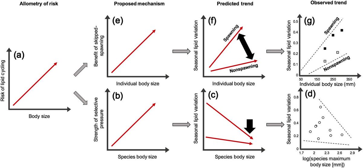 EcographyJourna's tweet photo. Coping with the cold: energy storage strategies for surviving winter in freshwater fish https://t.co/1nTWZxx4CV @BenthosNews @FreshwaterSci @AmFisheriesSoc #fish #review @NordicOikos https://t.co/AeUtZDbPr6
