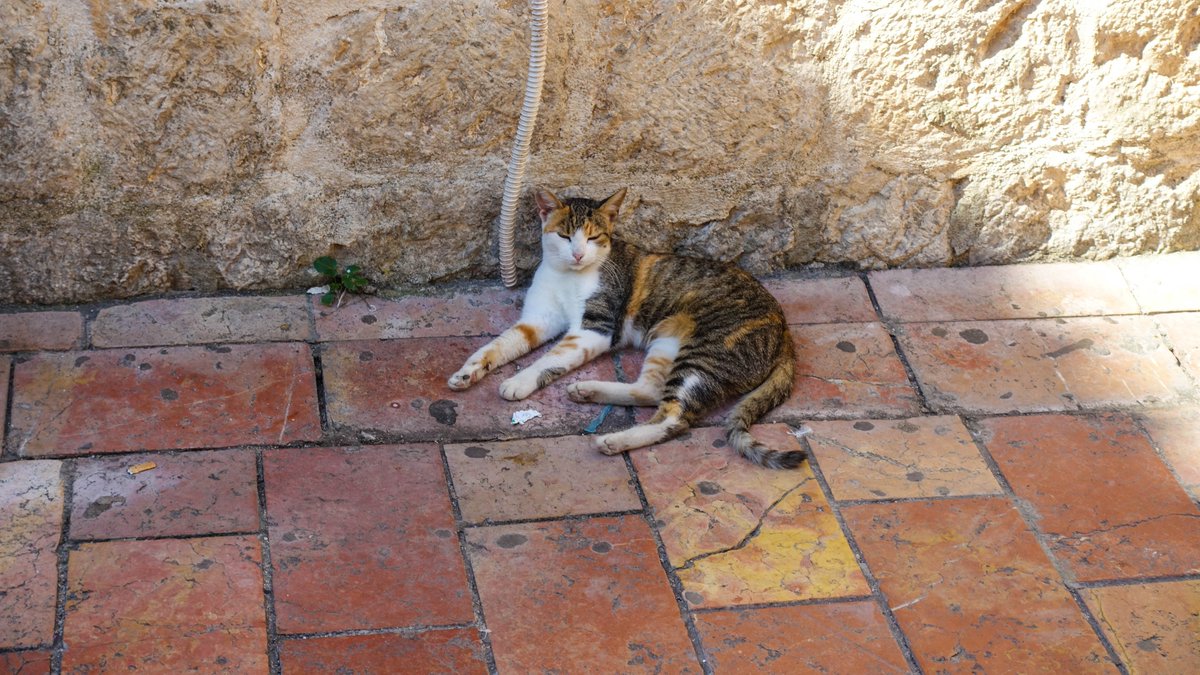 TempResidents's tweet image. Old Kotor is a medieval walled town shaped like a triangle, with one gate in each of its three corners. Inside are narrow alleys open up into a handful of squares (called Trg in Montenegrin) surrounded by churches, cafes and shops. #kotor #montenegro #medieval