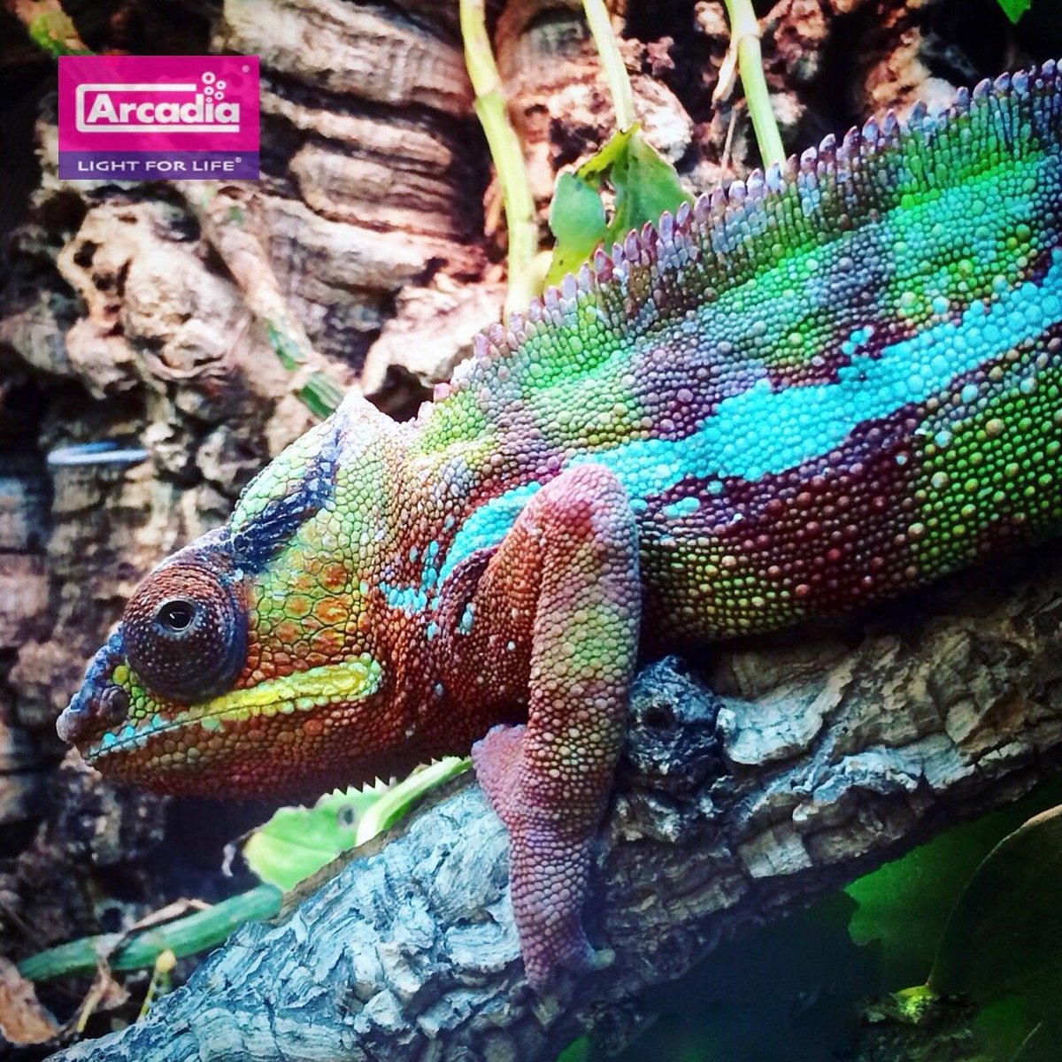 Having access to the correct spectrum and quantity of light over the whole terrestrial spectrum is linked to high levels of activity, increased feeding, increased predator avoidance and increased colour. #ArcadiaReptile #JungleDawn #LightforLife #reptiles #pinealeye #light