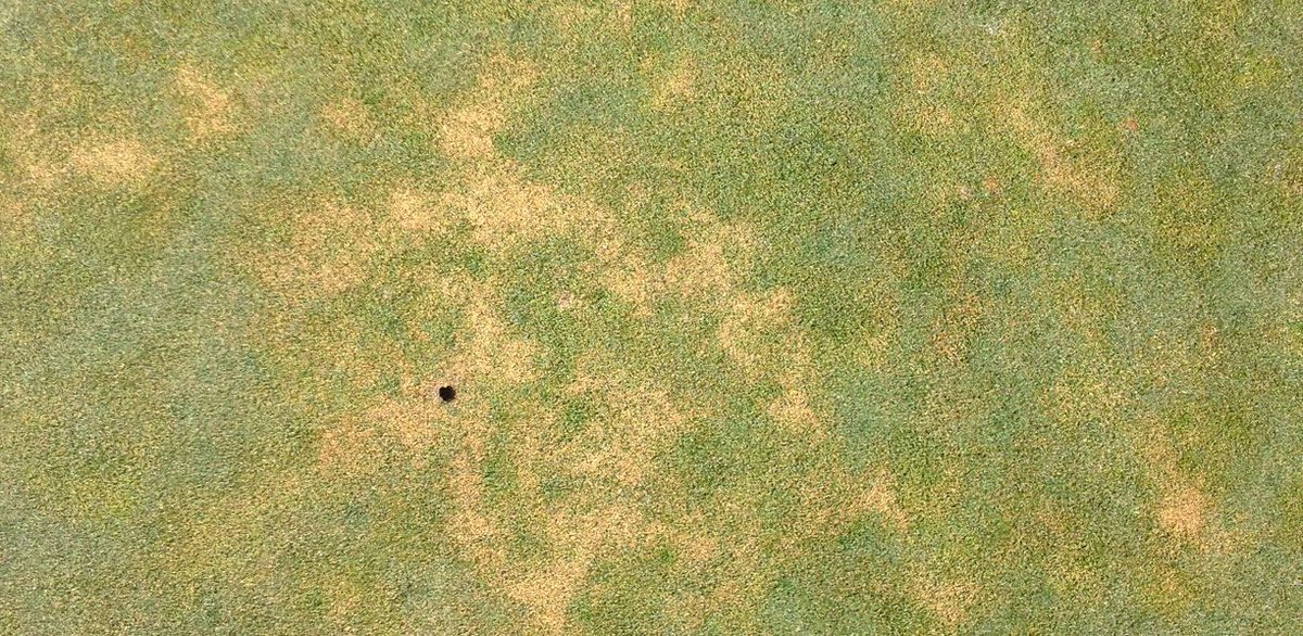 AdvancedTurf's tweet photo. Soil surfactants have become a standard tool for turf managers, especially against Localized Dry Spot (LDS). Learn how to stop localized dry spot with surfactants from @Precision_Labs. https://t.co/r0YqdegwCj https://t.co/EEksTumtWm
