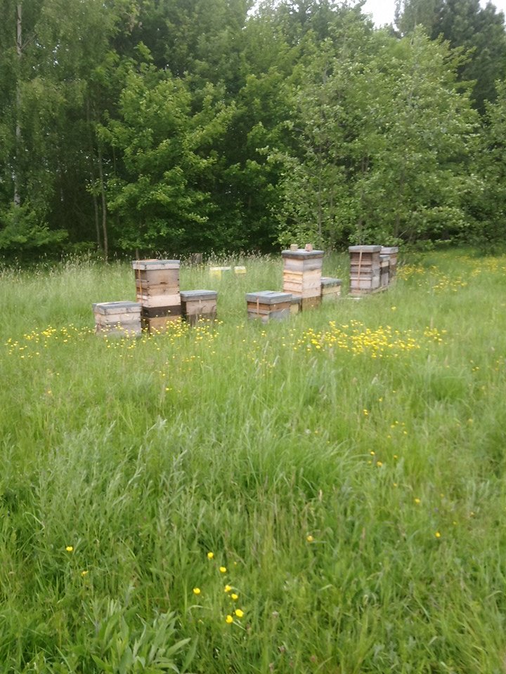 stickeyshoney's tweet photo. @MaryCreaghMP Honey bees doing their bit https://t.co/EtCjA1SdxM