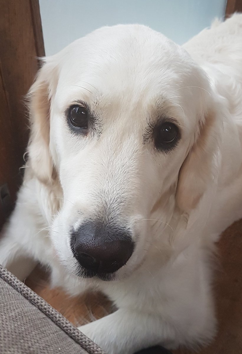 jenny_flitton's tweet photo. Soooooo...turns out me duffed up hoomum worse than me thought pals 😒 she wasnt feelin' much better after 4 weeks so had to go back to da hostipal yesterday and had more xrays...she got 3 broken ribbys!! Me is EXTRA SORRY 😘😘😘❤❤❤🐾🐾 #IREALLYDIDNTMEANIT #LUFFYOU https://t.co/LHHMTgqLRe