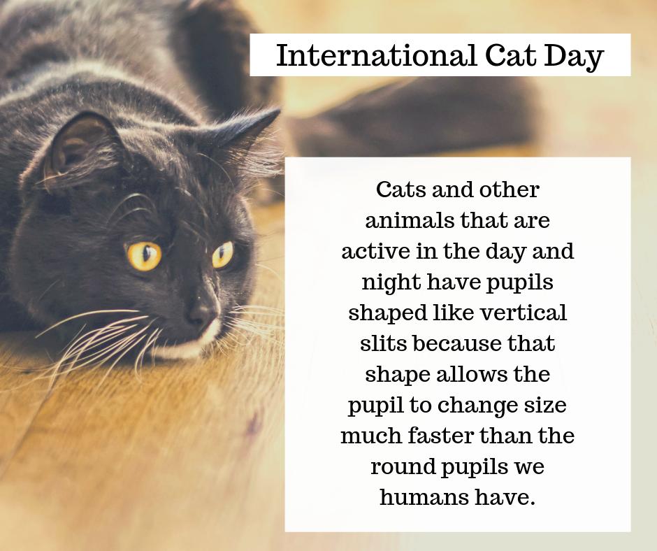 EyetechStreet's tweet photo. #InternationalCatDay https://t.co/FuLnKhxfm4