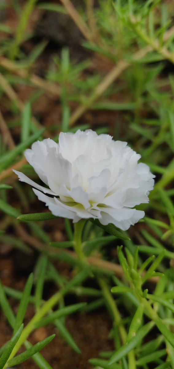 rashmi08d's tweet photo. #Portulaca
#Tablerose
#ଟେବଲଗୋଲାପ 

The zero maintenance flowering plant.. everywhere.. anywhere. https://t.co/w7y6K56mLm