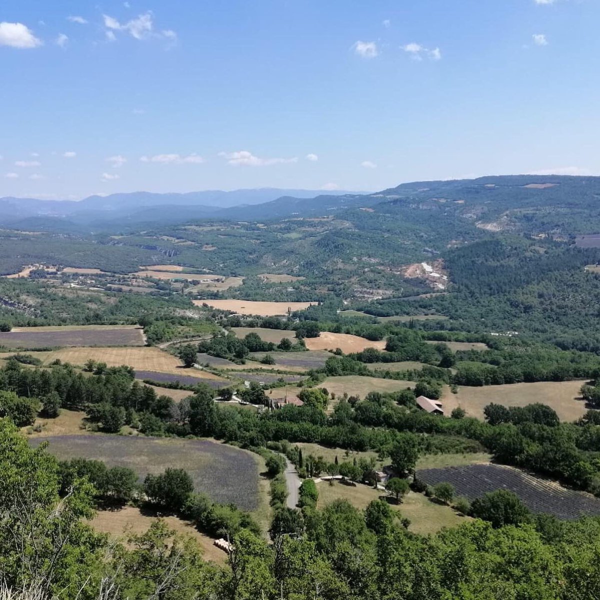 KestrelTravelCo's tweet photo. The lavender fields of Provence are looking particularly wonderful at the moment. Considered as a must-see in Provence the lavender fields are in bloom from June to August when they begin the harvest. 
#southoffrance #luberon #lavenderfields #luxuryvillarentals #kestreltravel https://t.co/q81rthCNyN