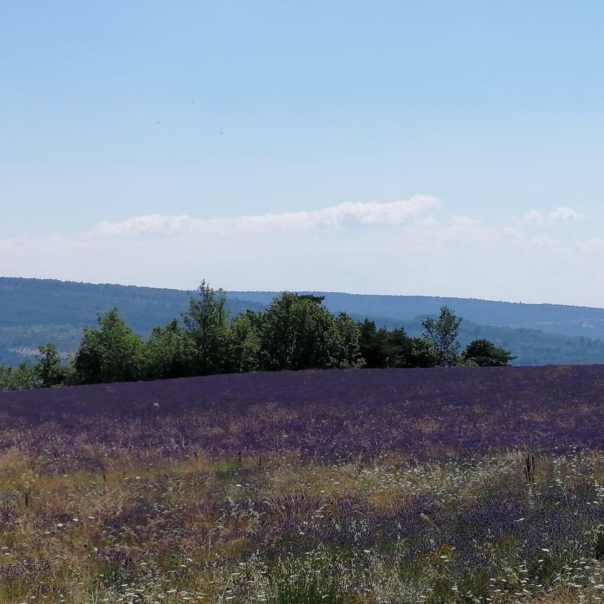 KestrelTravelCo's tweet photo. The lavender fields of Provence are looking particularly wonderful at the moment. Considered as a must-see in Provence the lavender fields are in bloom from June to August when they begin the harvest. 
#southoffrance #luberon #lavenderfields #luxuryvillarentals #kestreltravel https://t.co/q81rthCNyN