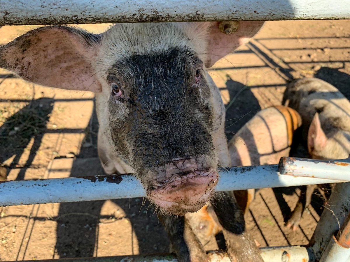 Meat Bringer tweet media