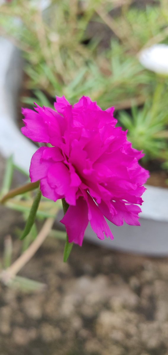rashmi08d's tweet photo. #Portulaca
#Tablerose
#ଟେବଲଗୋଲାପ 

The zero maintenance flowering plant.. everywhere.. anywhere. https://t.co/w7y6K56mLm