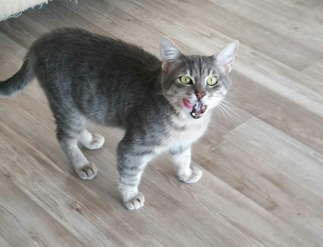 Ege423's tweet photo. #InternationalCatDay yemegini yedi mi ? Yeme dimi ? Diye düşünmeye gerek yok belli oluyor zaten 😂 https://t.co/2BYByZfsJi