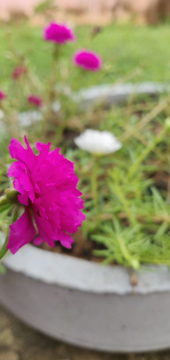 rashmi08d's tweet photo. #Portulaca
#Tablerose
#ଟେବଲଗୋଲାପ 

The zero maintenance flowering plant.. everywhere.. anywhere. https://t.co/w7y6K56mLm