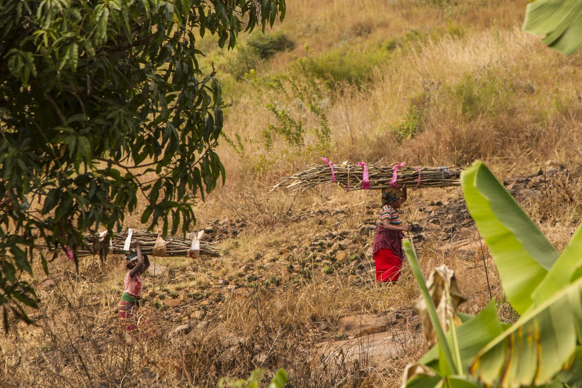 FoEint's tweet photo. On #IndigenousPeoplesDay we celebrate indigenous peoples and all they do to protect #Nature and #FoodSovereignty in the face of multiple threats. We need urgent recognition of #IndigenousPeoples’ and local communities’ collective rights, including to their lands and livelihoods. https://t.co/hPn3ai5mfW