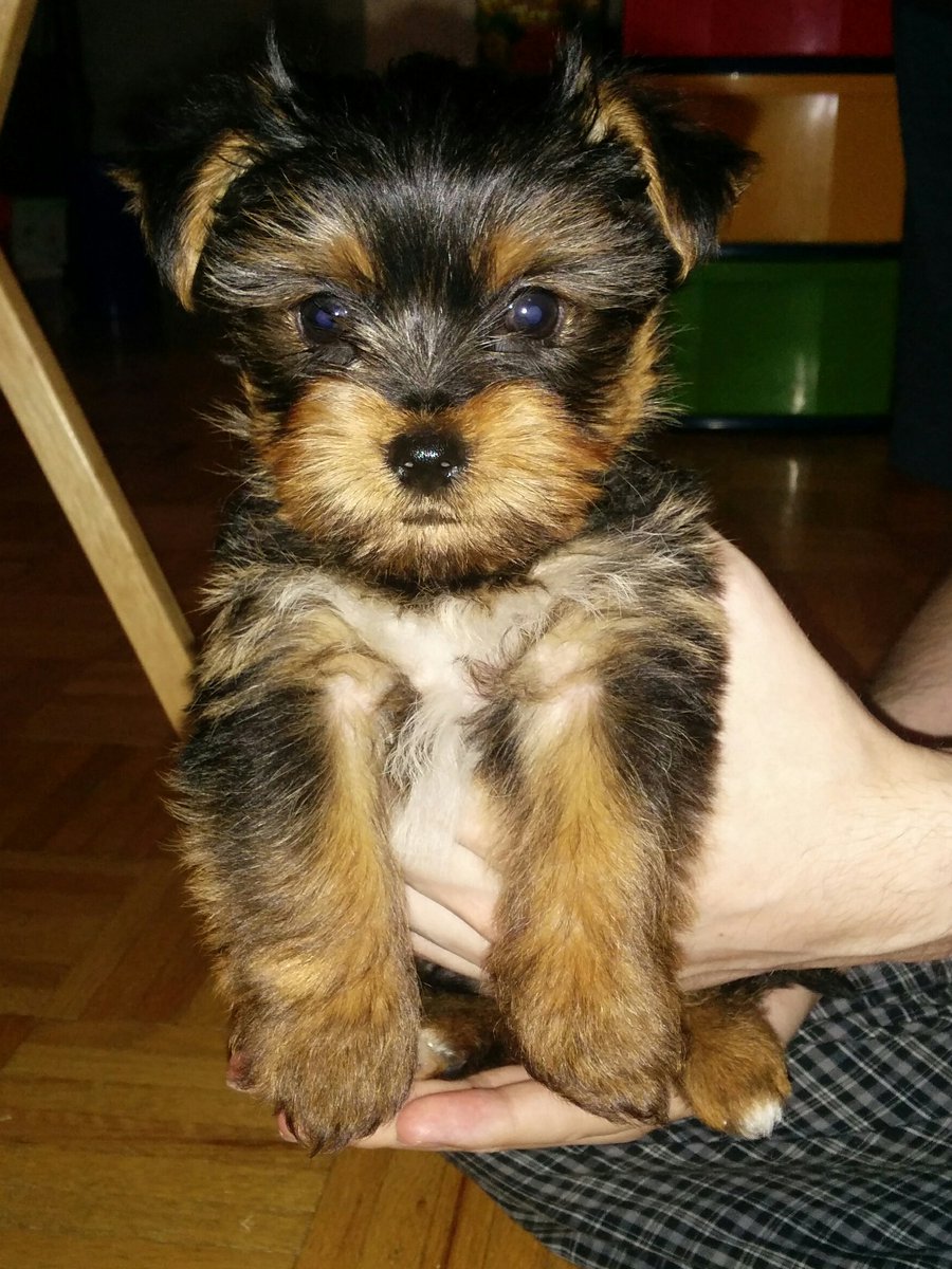 MissPhase's tweet photo. Here's a pic of the pup we are looking for the day we brought him home. https://t.co/GGXOZNqpYm