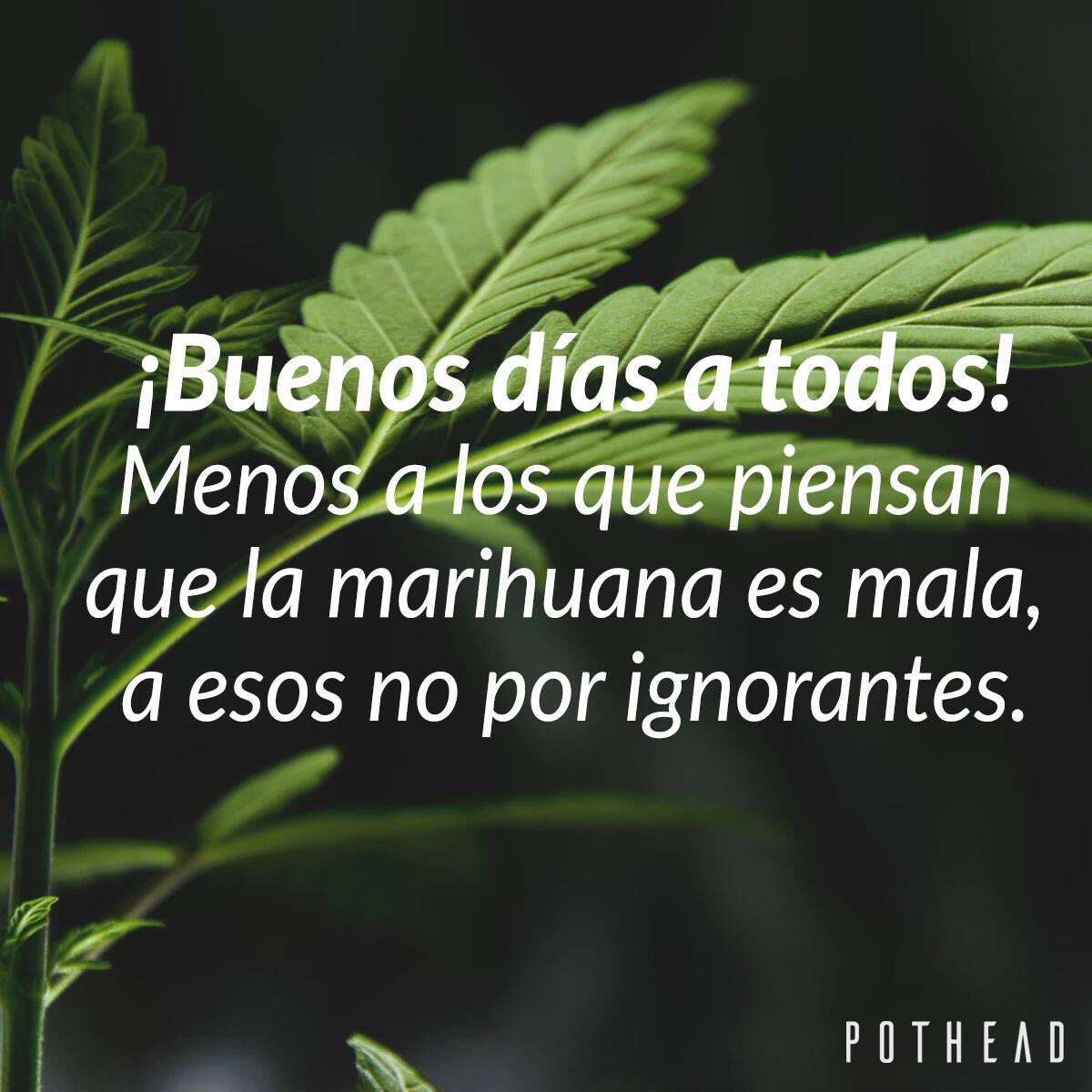 PabloBrillon's tweet photo. #BuenosDiasATodos #WeedLover https://t.co/oFETnwOXTM