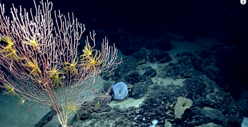 icodebaba's tweet image. The deep sea is the largest habitats on the planet. taking up to 95 percent of the earth living space yet it's also the most unexplored environment despite being one of the most amazing places on the planet. #deepsea #facts #knowledge #ocean #truths #wat icodebaba.com/truth-about-de…