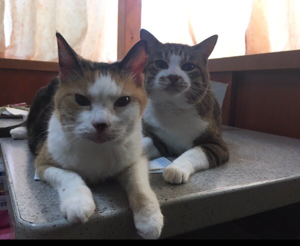 laugh_maker__'s tweet photo. 世界猫の日🐈
という事で、ちょい久しぶりに猫吸ってきた。
猫中毒٩( ᐛ )و
#世界猫の日 #WorldCatDay https://t.co/OuCeGe9XHS