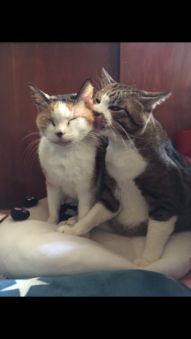 laugh_maker__'s tweet photo. 世界猫の日🐈
という事で、ちょい久しぶりに猫吸ってきた。
猫中毒٩( ᐛ )و
#世界猫の日 #WorldCatDay https://t.co/OuCeGe9XHS