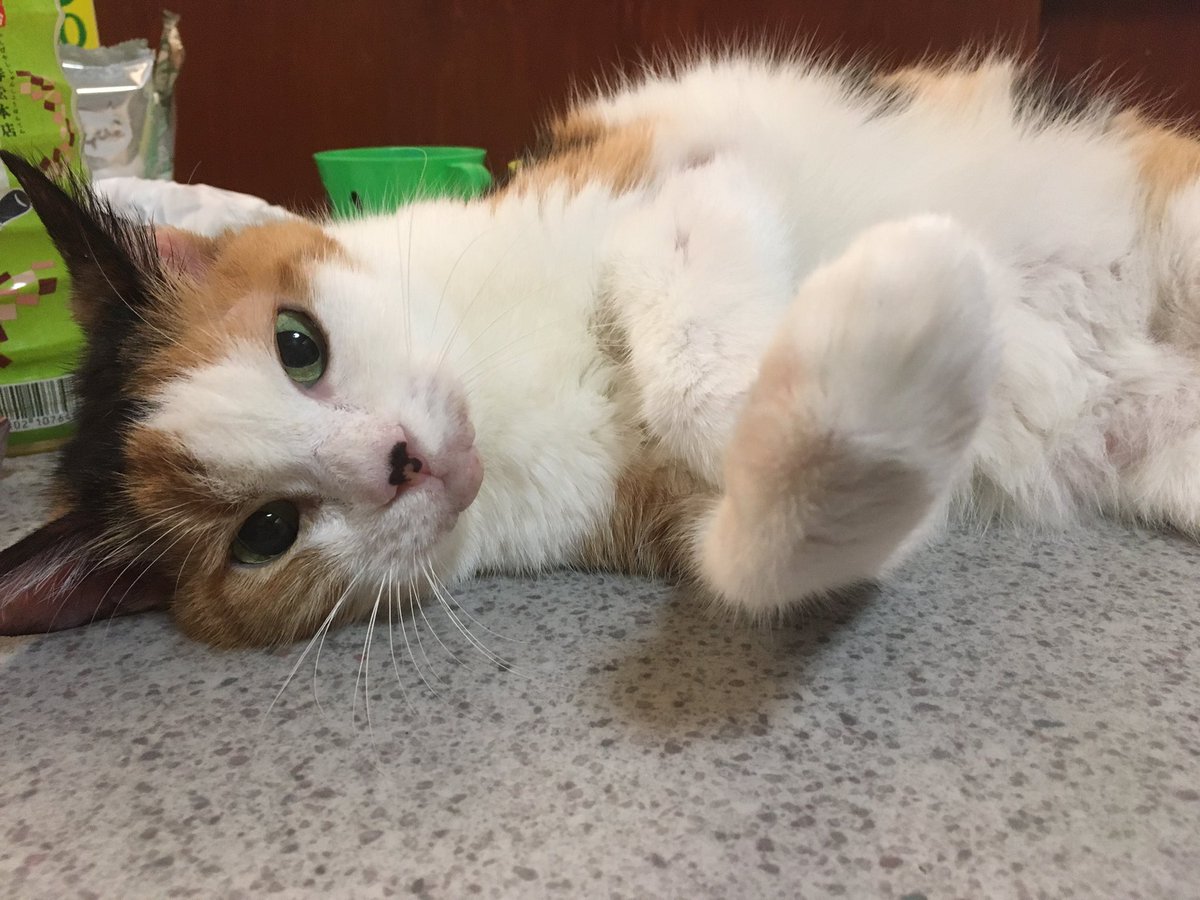 laugh_maker__'s tweet photo. 世界猫の日🐈
という事で、ちょい久しぶりに猫吸ってきた。
猫中毒٩( ᐛ )و
#世界猫の日 #WorldCatDay https://t.co/OuCeGe9XHS