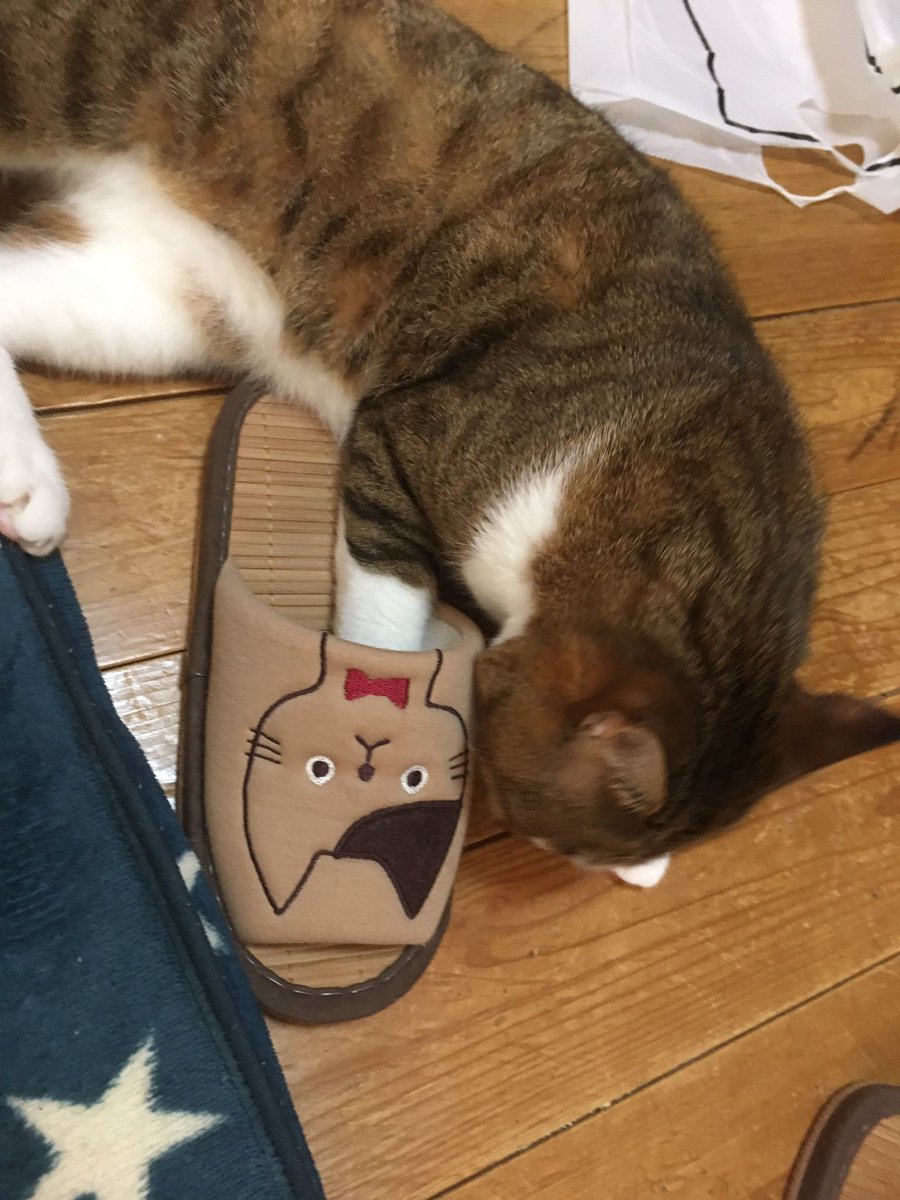 laugh_maker__'s tweet photo. 世界猫の日🐈
という事で、ちょい久しぶりに猫吸ってきた。
猫中毒٩( ᐛ )و
#世界猫の日 #WorldCatDay https://t.co/OuCeGe9XHS
