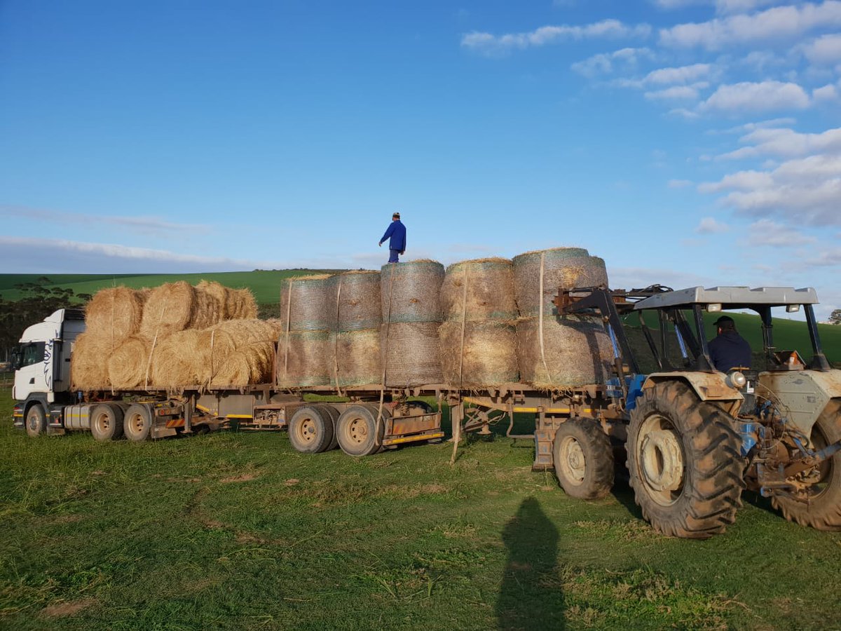 AgriWesKaap's tweet photo. Much needed &amp; valuable help for the #KleinKaroo > feed donated by #Albertinia grain producers for #drought stricken #Oudtshoorn, thank you! https://t.co/W0XePpLPlC