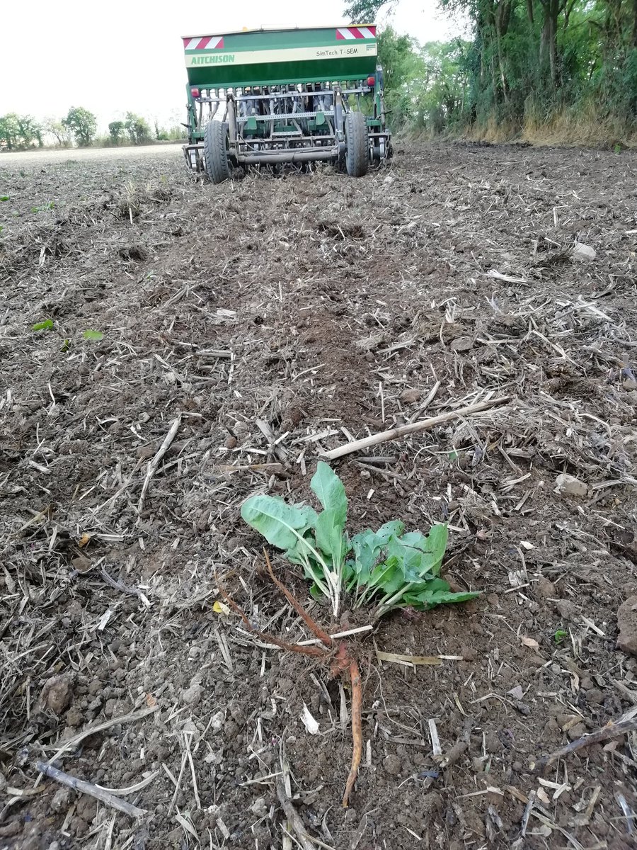 Alors que beaucoup transforment leur cultivateur/dechaumeur en semoir à dents, je teste mon nouveau scalper. C'est plus facile 😉 <a href="/Simtech_TSEM/">Fentech Agri</a>  #Treffler