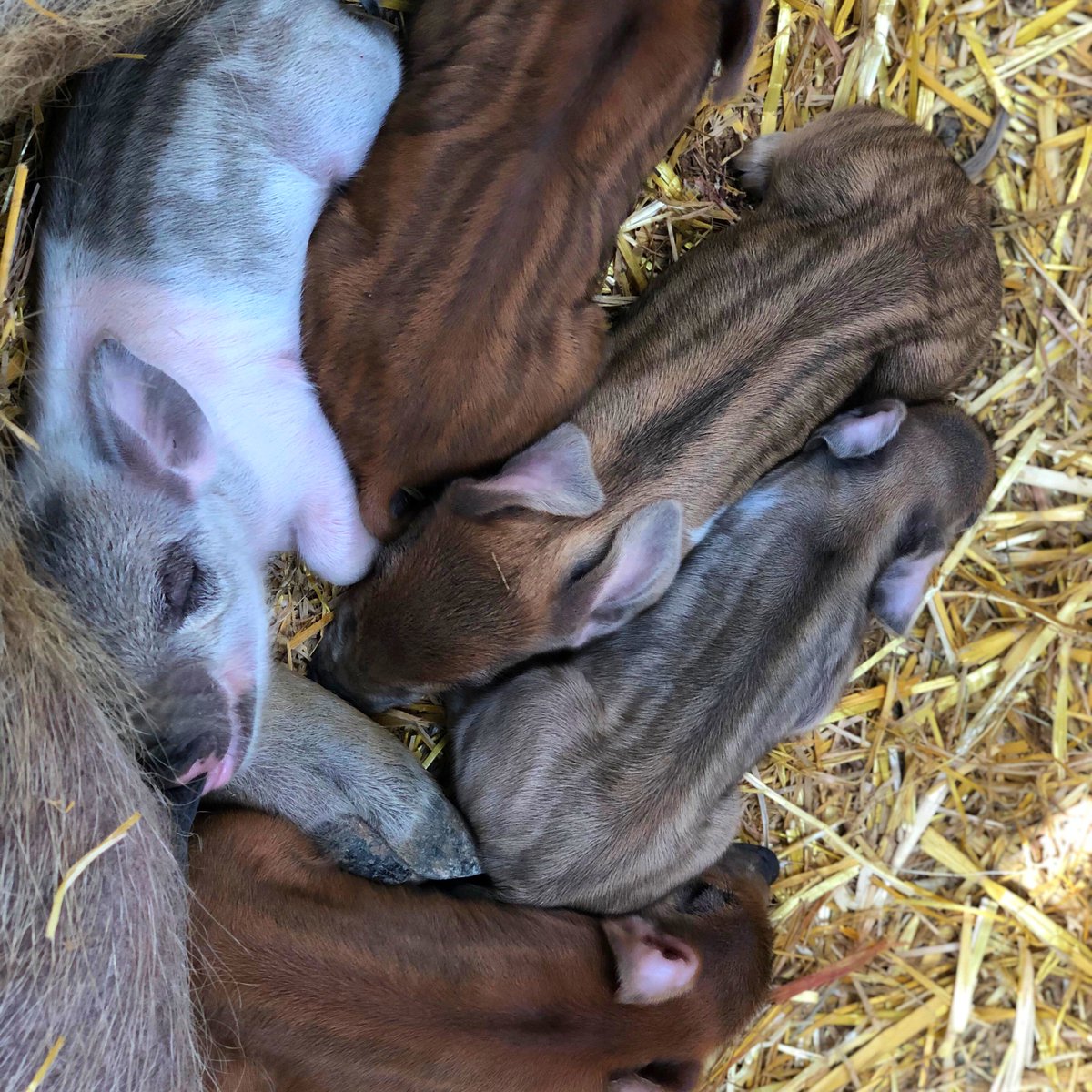 BockettsFarm's tweet photo. Snooze mode on π€ π½
#zzz #naptime #snooze #piglets #pig #pigs #piggy #oink #farm #farmlife #pigsofinstagram #pigletsofinstagram #pigletsofinsta
#happypigs #piglovers #piglet #ilovepigs #pigletlove #instapigs #pigsofinsta https://t.co/wih0fnG9fV