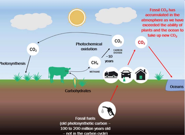 Let's not forget that the carbon that cattle burp they got from grass/crops and that carbon came from the atmosphere as opposed to transport/airplanes which dug their carbon emissions out of the ground,and CO2 is in the atmosphere for 200yrs while methane breaks down after 10yrs