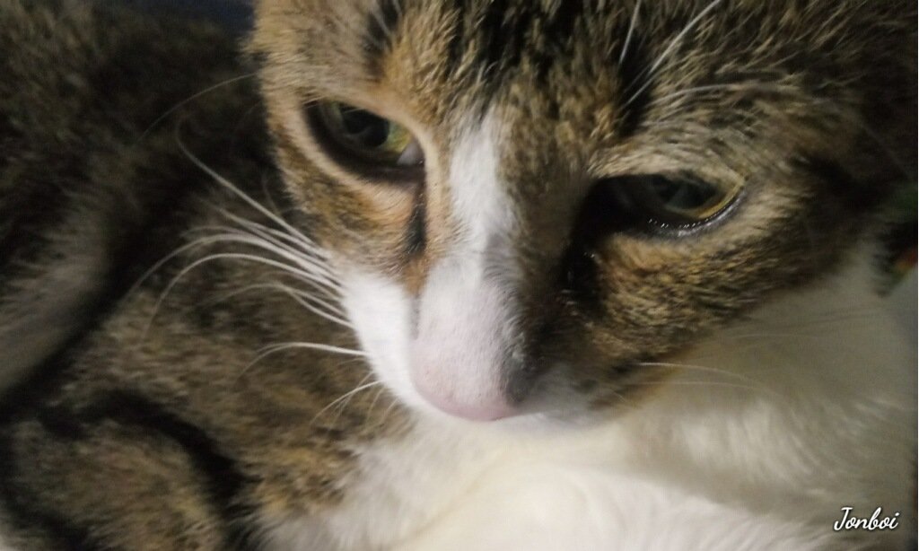 barncatlady's tweet photo. I didn't take this one, but it's a great picture of our abandoned kitty! Meet Duke/Stubby/Minu. 

He's popular so people keep naming him at the barns! 

#barnlife #barncats #cats #fostercats #fosterkitties #stopdumpingpets #adoptdontshop #spayandneuter #barncatlady #catlover https://t.co/K2OYHY7OVg