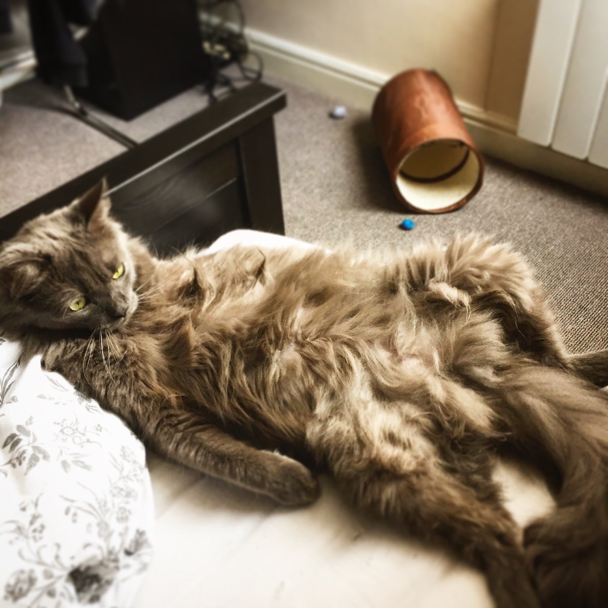 Ambitiouspr's tweet photo. In celebration of #InternationalCatDay, we bring you some of the AMBITIOUS cats! Meet Theo, Bella, Daisy, Freddie and Shadow!

Where do you stand on cats and dogs in the office?

#agencylife https://t.co/2kA3D7qVMH