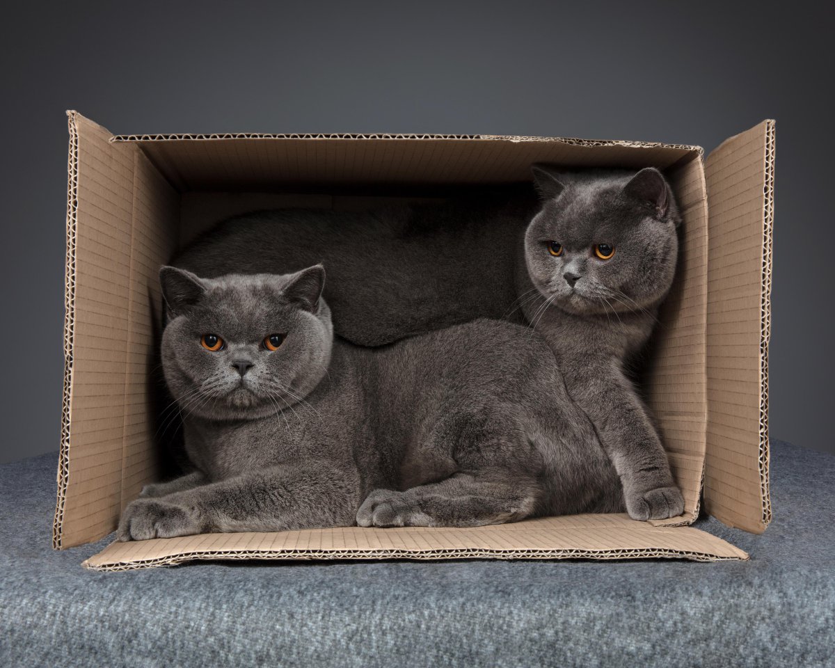 Ambitiouspr's tweet photo. In celebration of #InternationalCatDay, we bring you some of the AMBITIOUS cats! Meet Theo, Bella, Daisy, Freddie and Shadow!

Where do you stand on cats and dogs in the office?

#agencylife https://t.co/2kA3D7qVMH