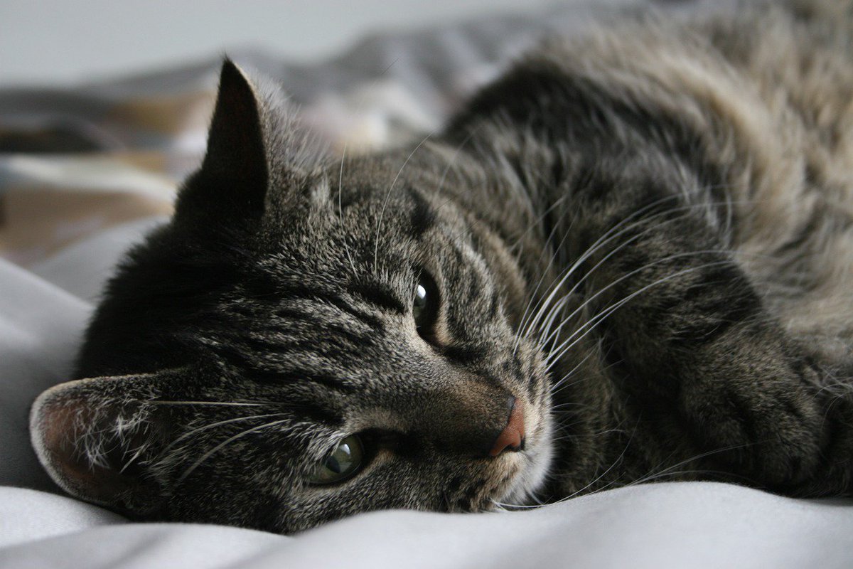 HomecareBury's tweet photo. It’s ‘International Cat Day’, so the #Homecare team are spending today celebrating all things ‘cat culture’ as well as our fantastic feline friends themselves!

So, if you have any memories or anecdotes to share with us, what better time than today?

#bury #CatDay #catsoftwitter https://t.co/1DXDS9EMEo