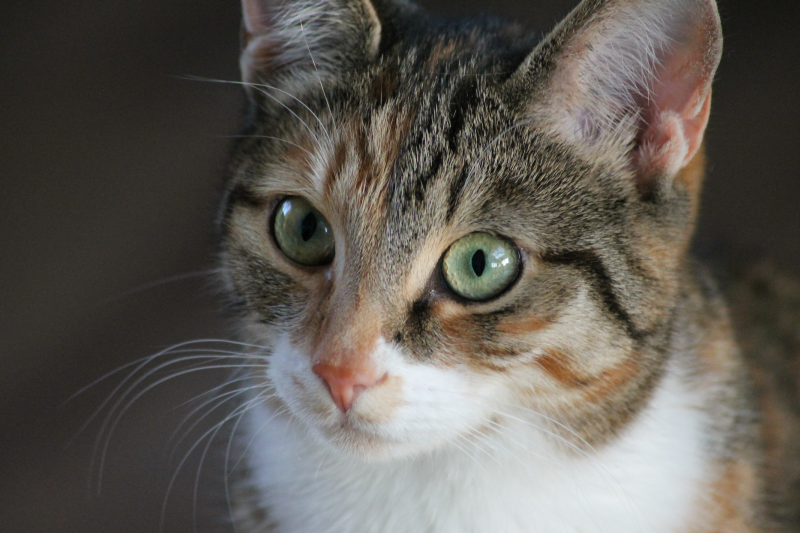 patentGate's tweet photo. Heute ist #Weltkatzentag
https://t.co/MM0KenN6Uo https://t.co/hpngl5VPuO