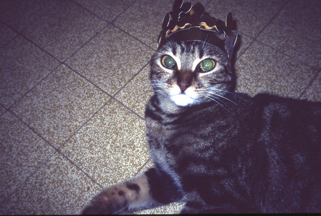 TDCinemaClub's tweet photo. If you know… 🐱👑 #InternationalCatDay https://t.co/QROWwKHi6X