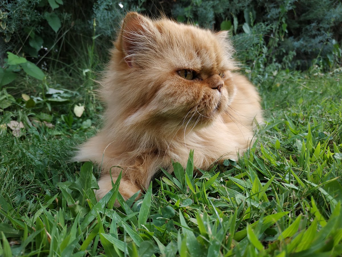 AlbertoMena96's tweet photo. Porque sois lo más adorable de este mundo. ❤️❤️❤️
#DiaInternacionalDelGato #InternationalCatDay https://t.co/iYy5VlFVr8