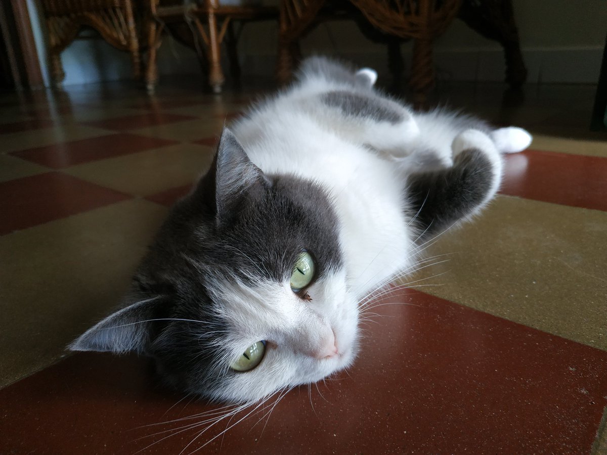AlbertoMena96's tweet photo. Porque sois lo más adorable de este mundo. ❤️❤️❤️
#DiaInternacionalDelGato #InternationalCatDay https://t.co/iYy5VlFVr8