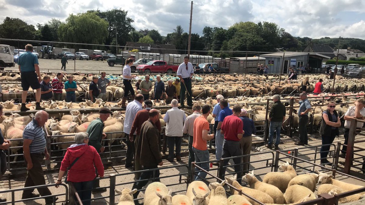 Lis_pow's tweet photo. Cracking lambs @kingtonmarket @McCartneysLLP #Farm24 https://t.co/WuHHRaNI66