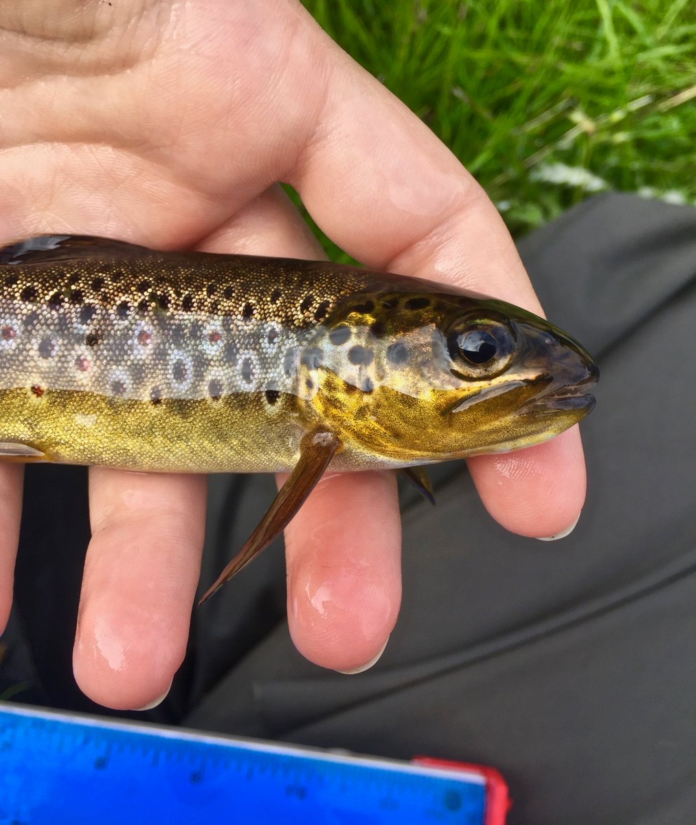 Rowanm_smith's tweet photo. Just finishing a great week completing electrofishing surveys on the rivers Kilmaluag, Slighachan, Strathmore and Brogaig on the Isle of Skye. Good to see the fish populations are nearly as high as the midge! @C_Adams1758 @sceneUofG #fishsci #electrofishing #Skye https://t.co/3JtR5BMzYy