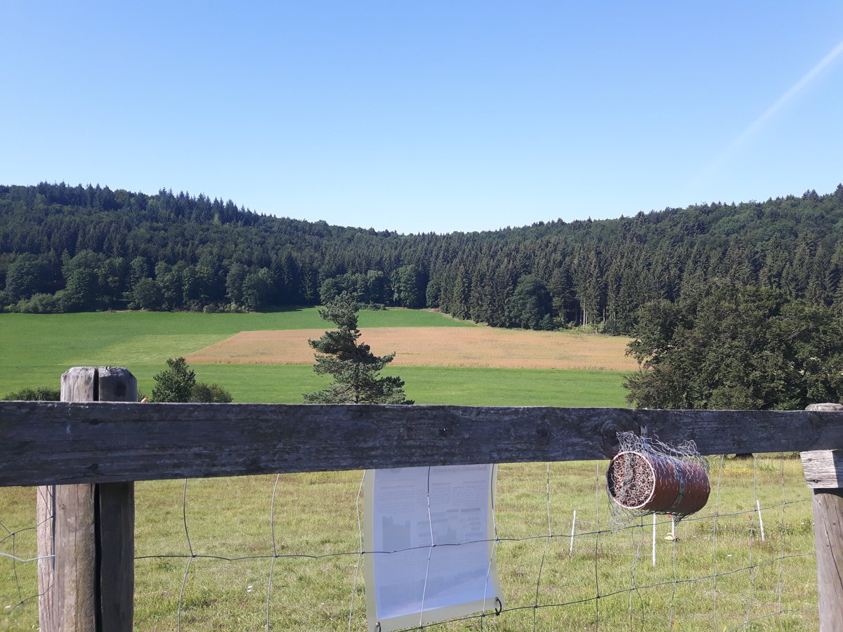 COMI_HMGU's tweet photo. First @COMI_HMGU sampling for the #MicroBees project! Our project looks for the impact of increasing land use intensity on the #microbiome of solitary #bees π, which are extremly important and underestimated polinators @Exploratories @CCTB_Wuerzburg https://t.co/EA5yHg9E0H https://t.co/dPg122YhLR