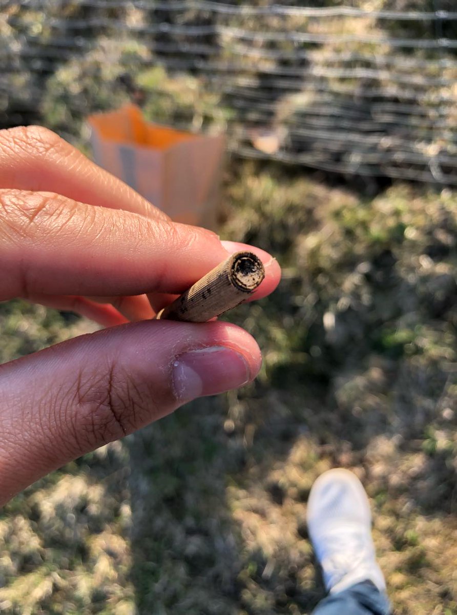 COMI_HMGU's tweet photo. First @COMI_HMGU sampling for the #MicroBees project! Our project looks for the impact of increasing land use intensity on the #microbiome of solitary #bees π, which are extremly important and underestimated polinators @Exploratories @CCTB_Wuerzburg https://t.co/EA5yHg9E0H https://t.co/dPg122YhLR