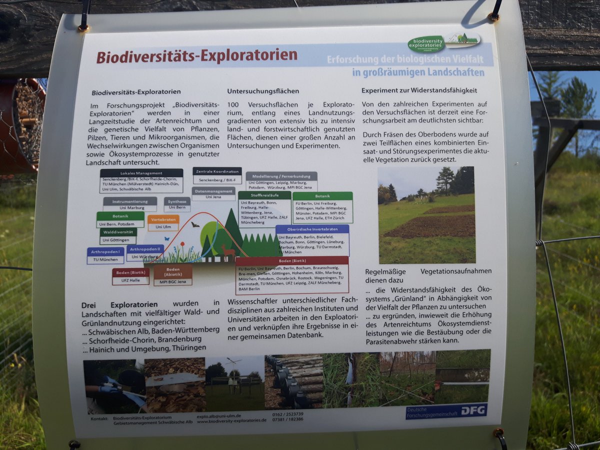 COMI_HMGU's tweet photo. First @COMI_HMGU sampling for the #MicroBees project! Our project looks for the impact of increasing land use intensity on the #microbiome of solitary #bees π, which are extremly important and underestimated polinators @Exploratories @CCTB_Wuerzburg https://t.co/EA5yHg9E0H https://t.co/dPg122YhLR