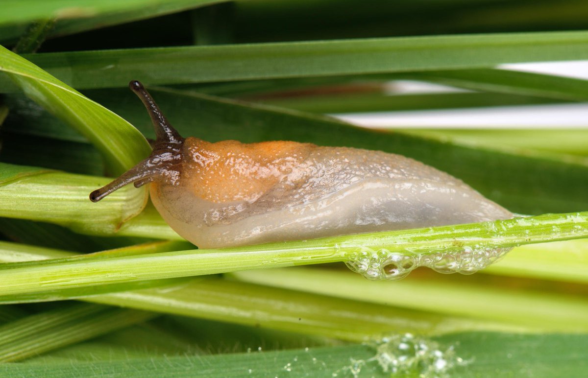 NNanotech's tweet photo. #Sticky_Slug Trail-Inspired medical #adhesives 

Journal of Nanoscience, Nanomedicine &amp; Nanobiology - https://t.co/Ne9Cl472KT https://t.co/qLgnhT01n1